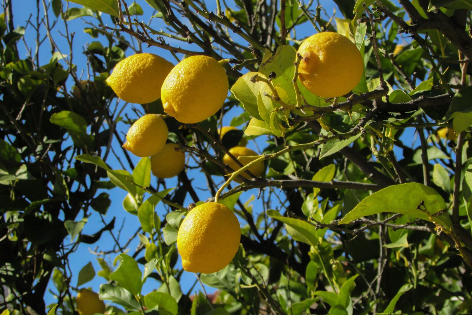 Canon PowerShot SX400 IS sample photo. Lemon tree, lemon, tree photography