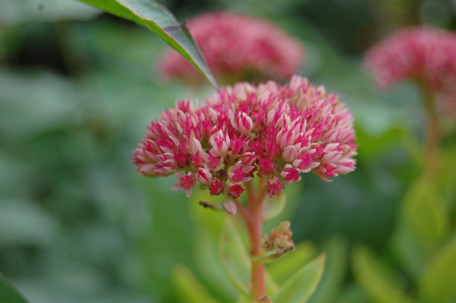 Nikon D40 sample photo. Flower, pink, green photography