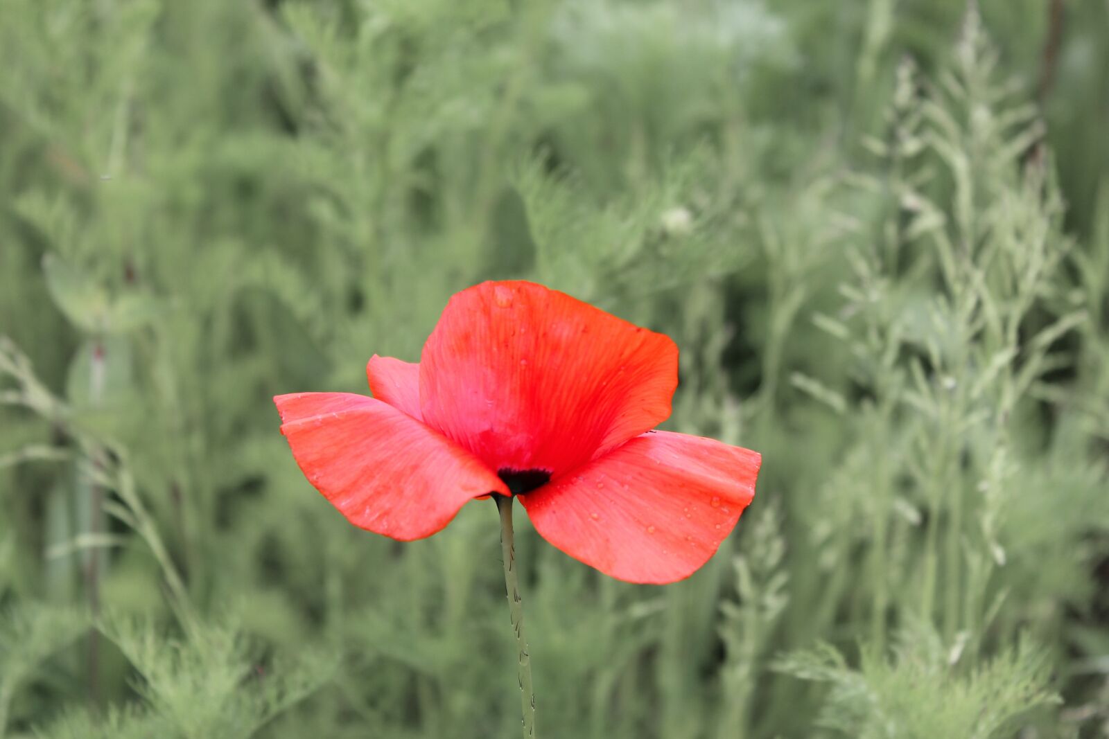 Canon EOS 1200D (EOS Rebel T5 / EOS Kiss X70 / EOS Hi) sample photo. Poppy, blossom, bloom photography