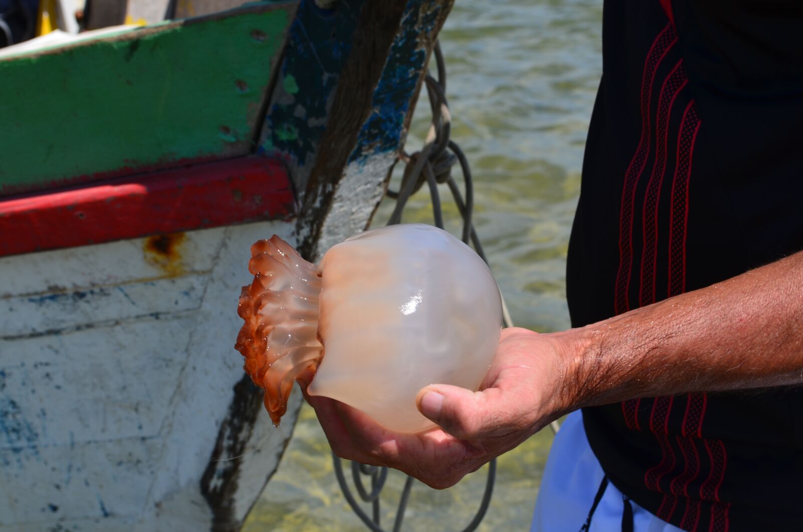Nikon D5100 sample photo. Jellyfish, mar, fish photography