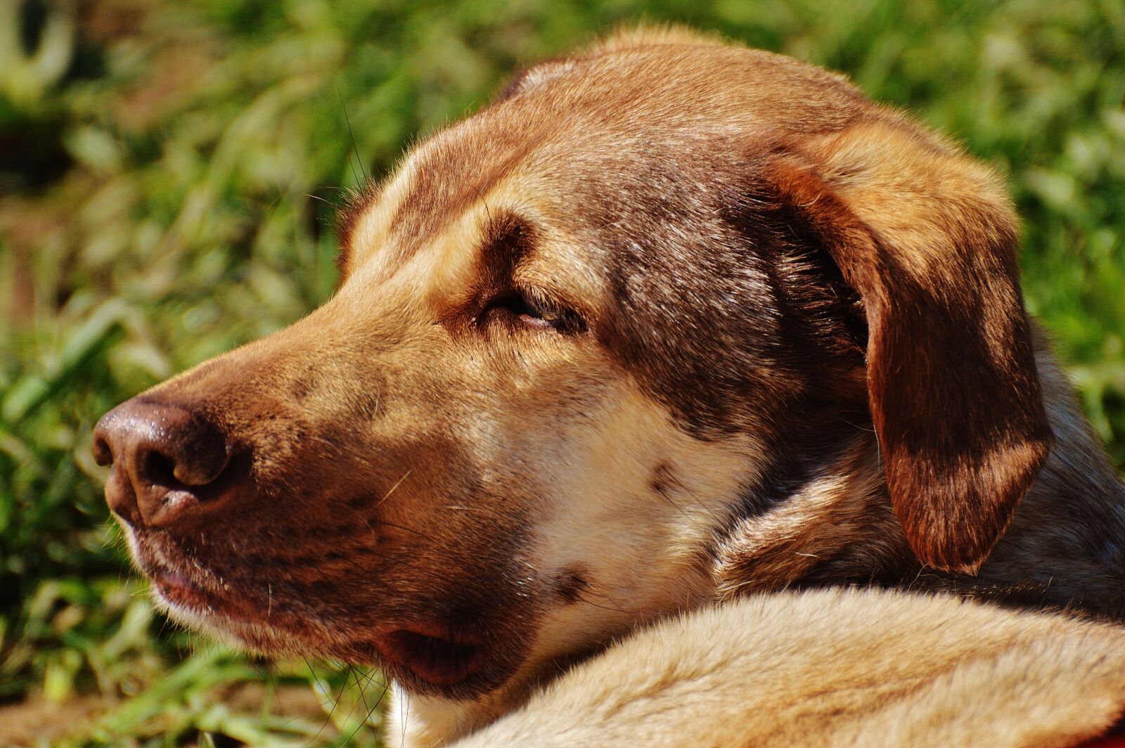 Nikon D3200 sample photo. Dog, sun, enjoy photography