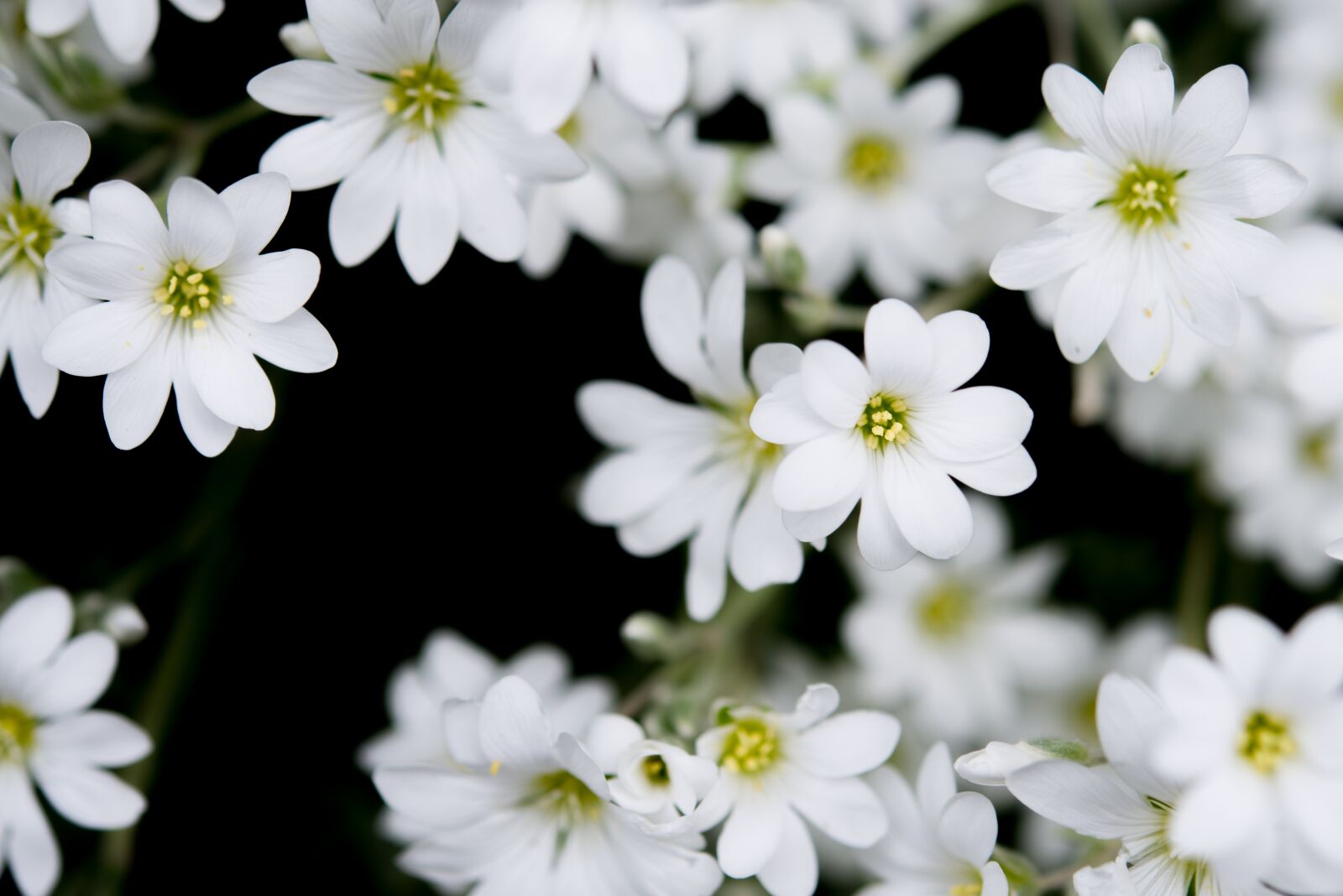 Nikon D600 sample photo. White, flowers, black background photography
