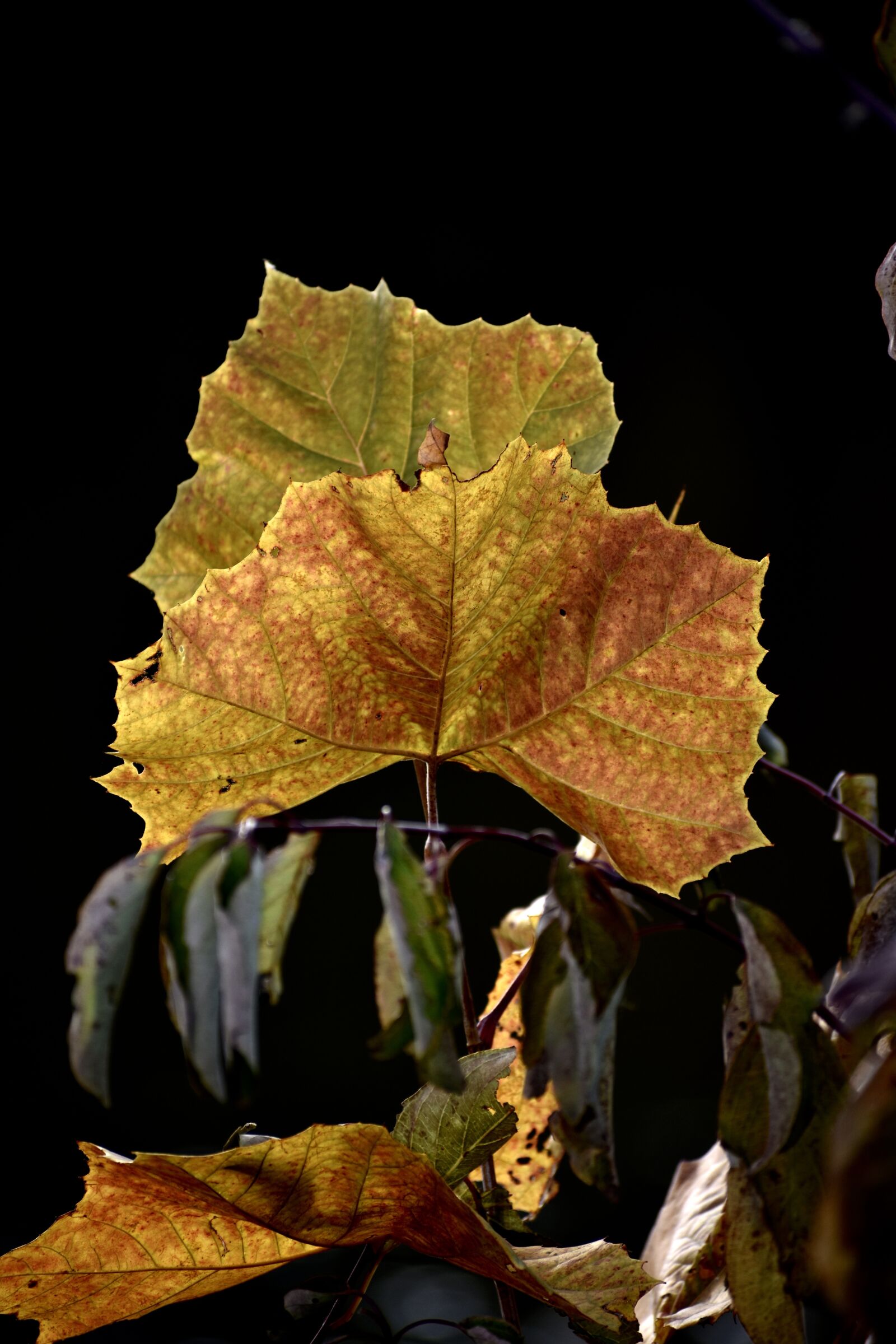 Nikon D3400 sample photo. Leaves, autumn, tree photography