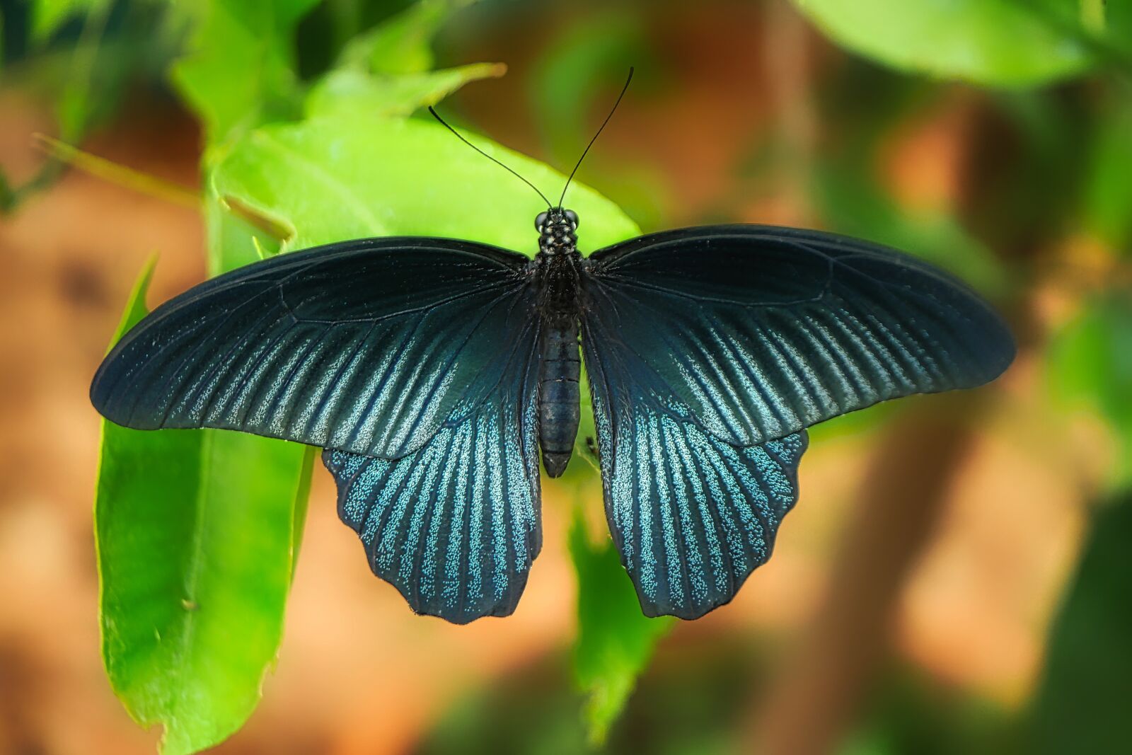 Panasonic Lumix DMC-GX8 sample photo. Butterfly, close up, insect photography