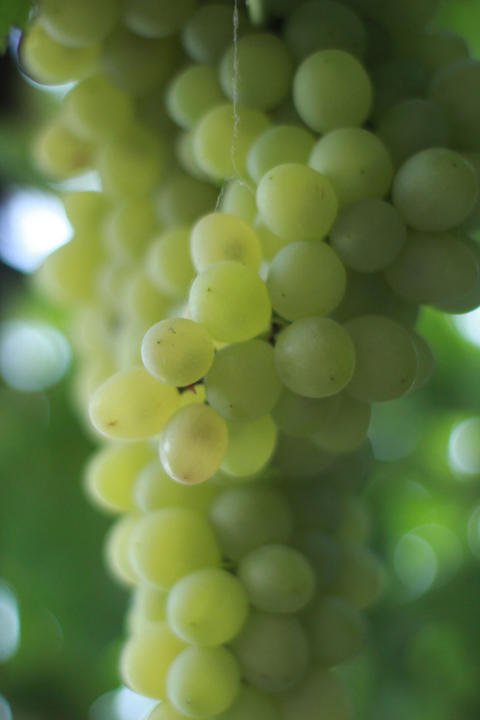 Canon EOS 1200D (EOS Rebel T5 / EOS Kiss X70 / EOS Hi) sample photo. Grapes, berry, nutrition photography