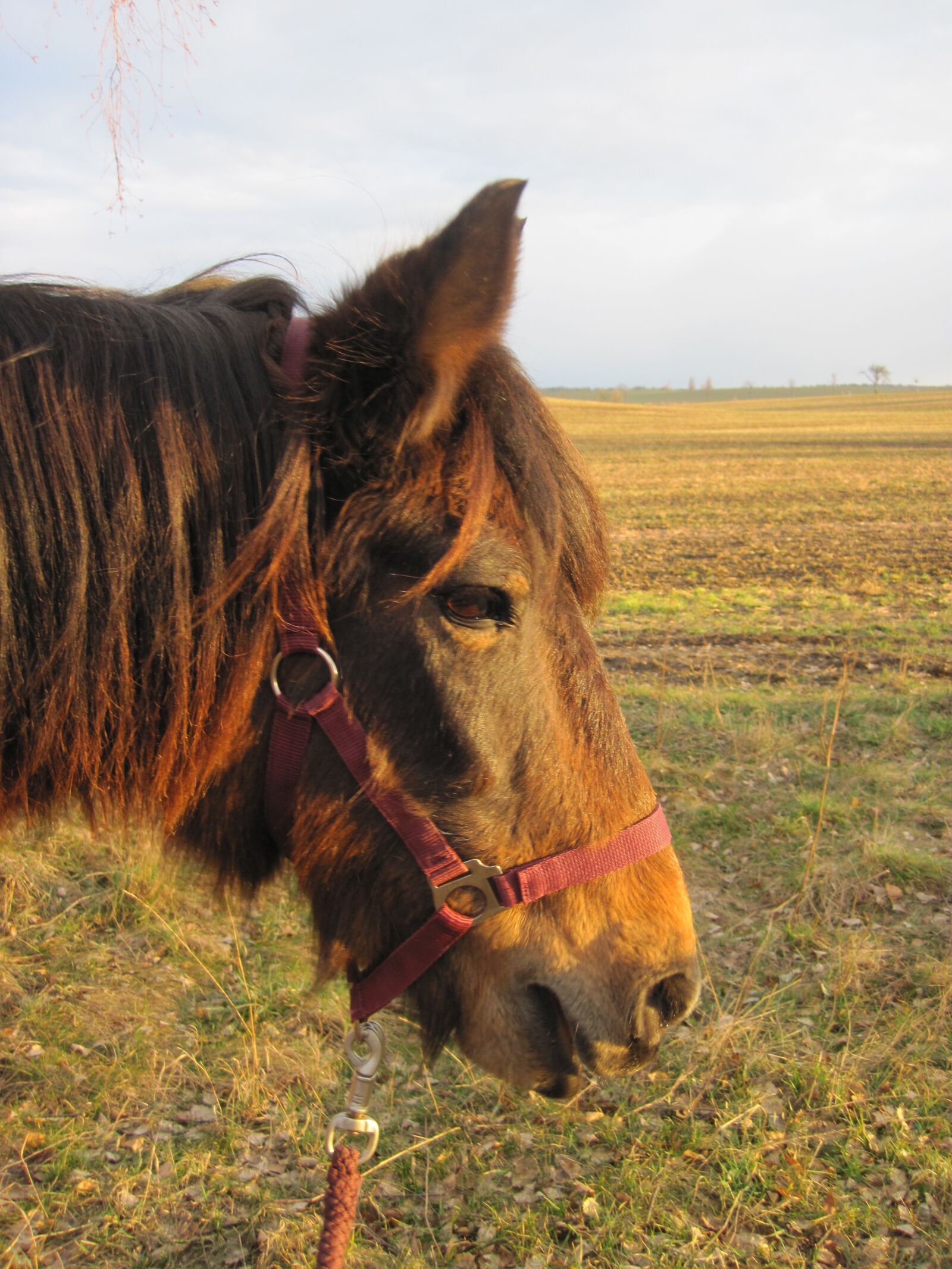 Canon PowerShot D10 sample photo. Pony, horse, brown photography