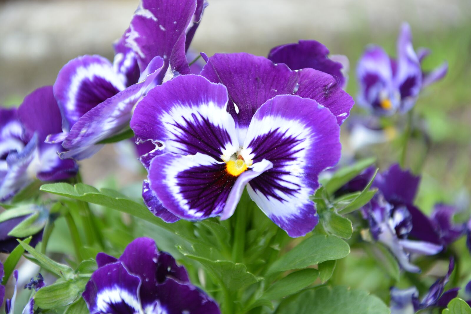 Nikon D5200 sample photo. Flower thought, thoughts color photography