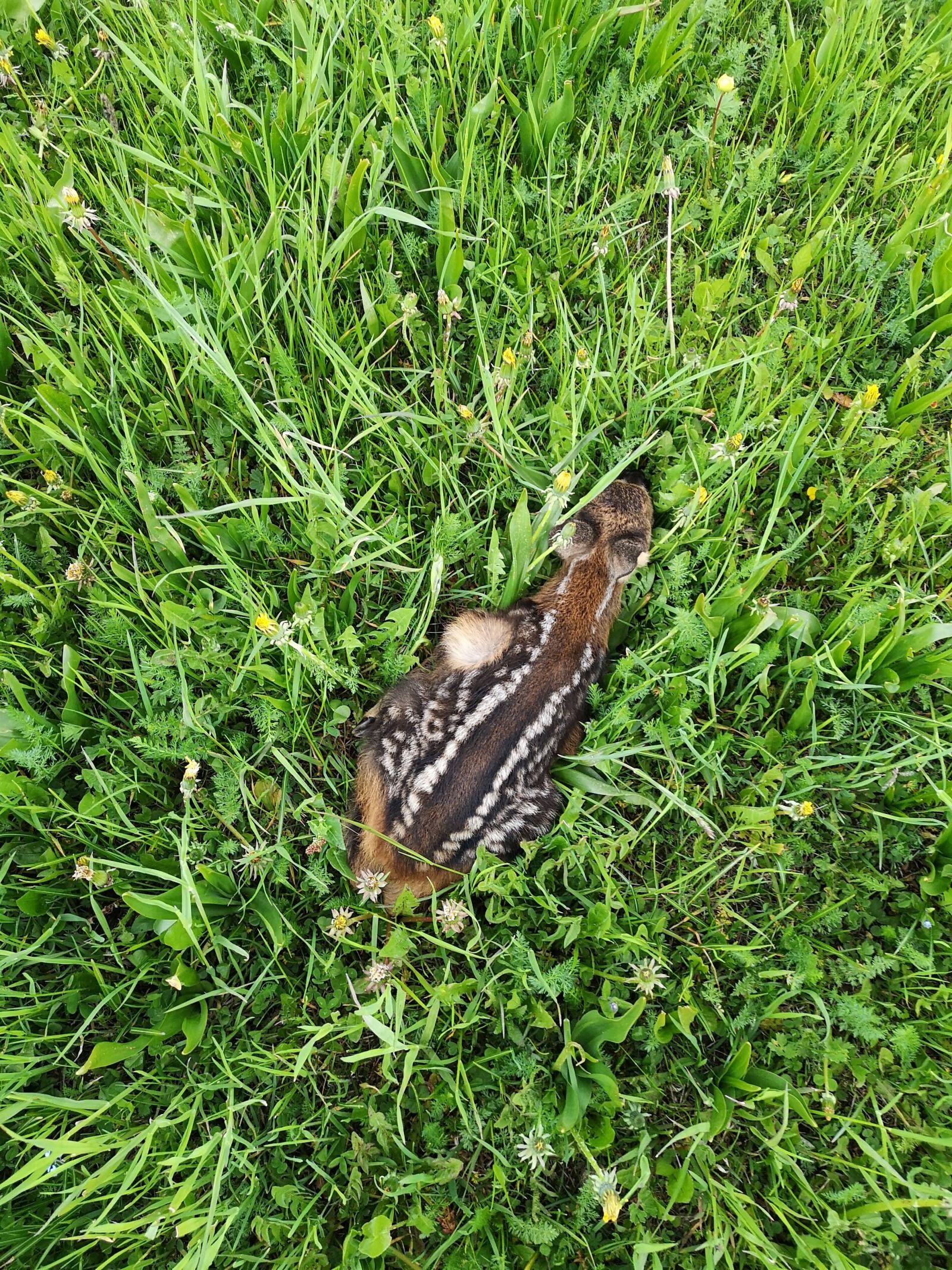 HUAWEI CLT-L09 sample photo. Roe, nature, animal photography