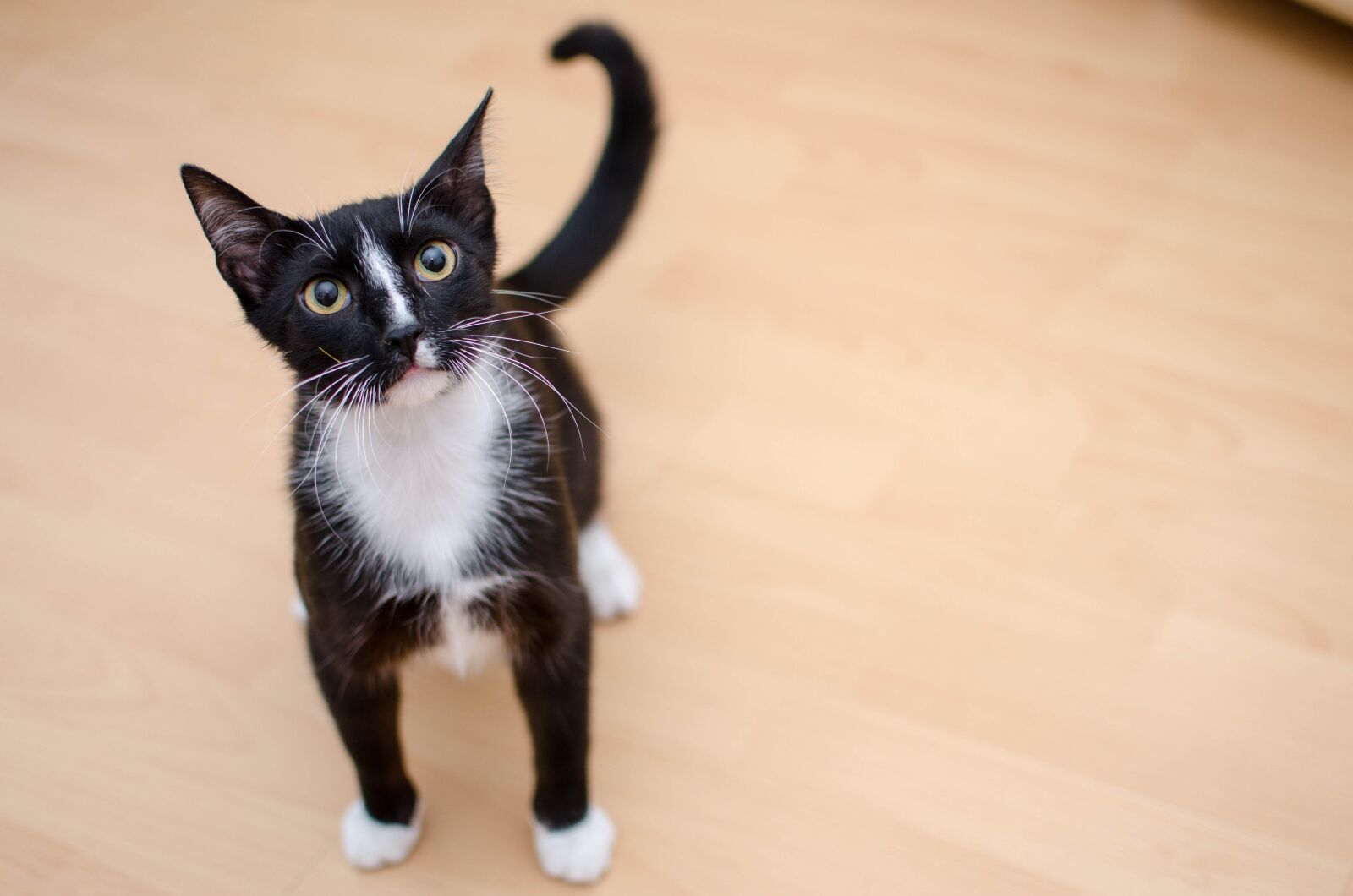 Nikon D7000 sample photo. Cat, domestic cat, dachowiec photography