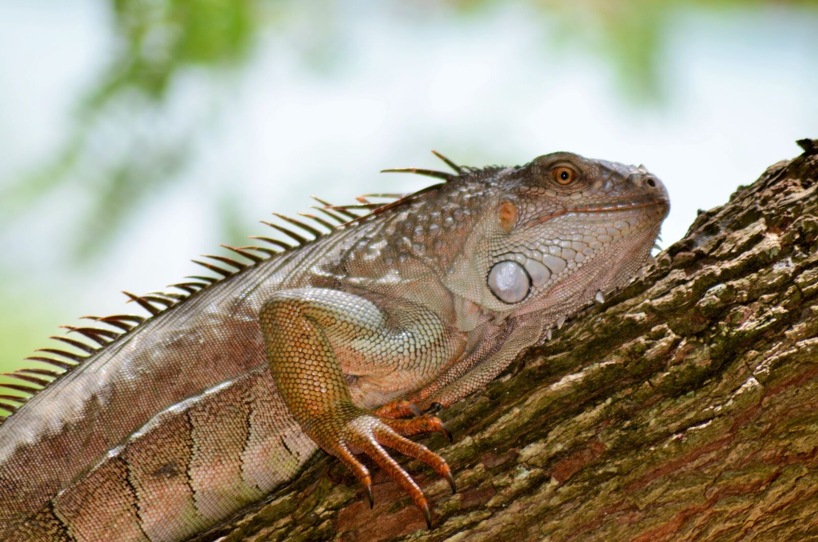 Nikon D5100 sample photo. Guane, reptile, lizard photography