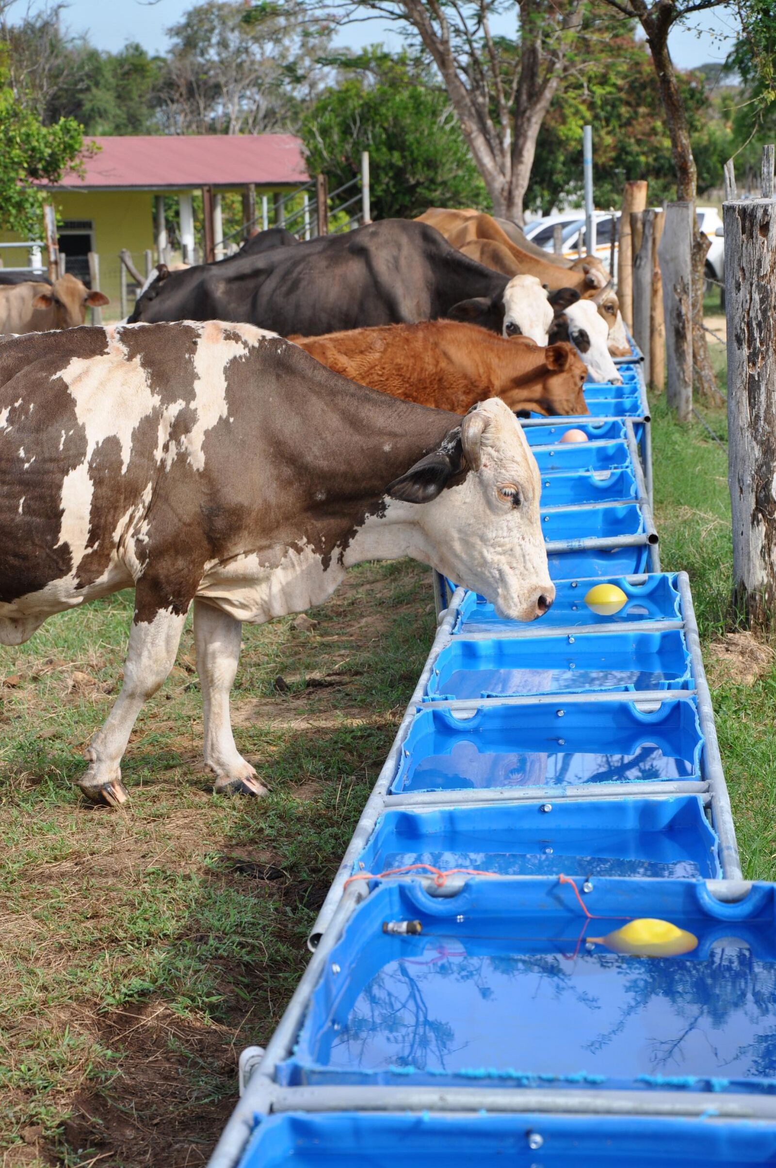 Nikon D90 sample photo. Livestock, drinking, water photography