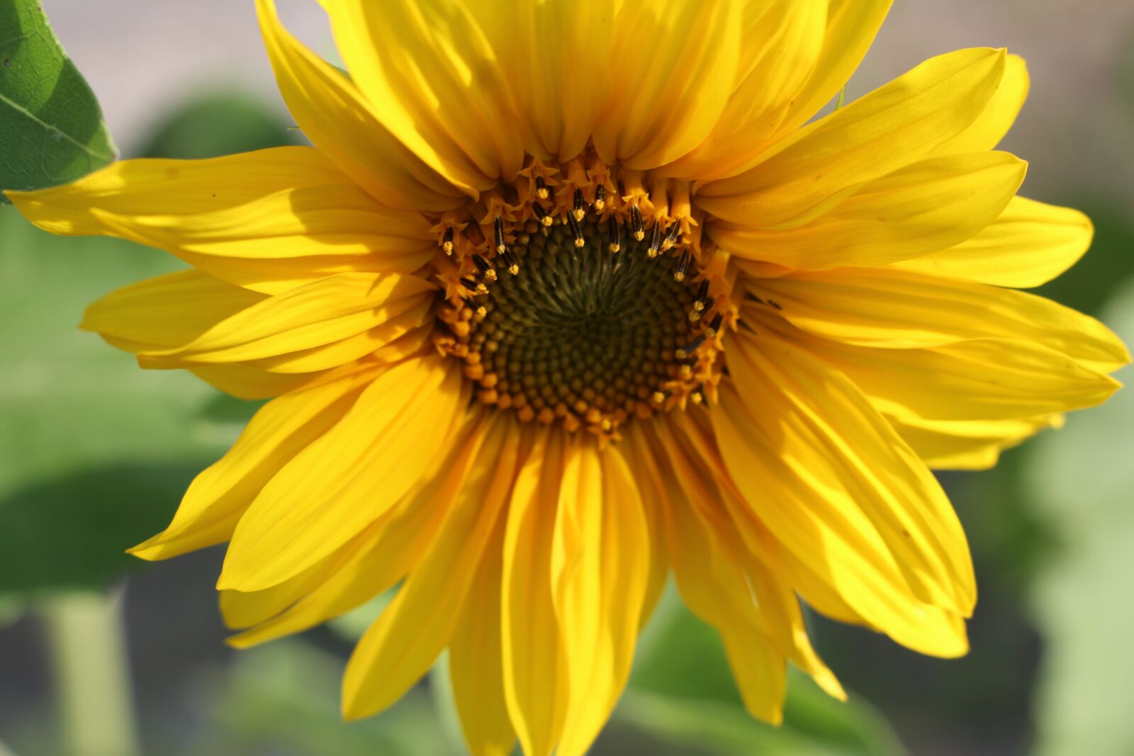 Canon EOS 1200D (EOS Rebel T5 / EOS Kiss X70 / EOS Hi) sample photo. Sunflower, yellow, plant photography