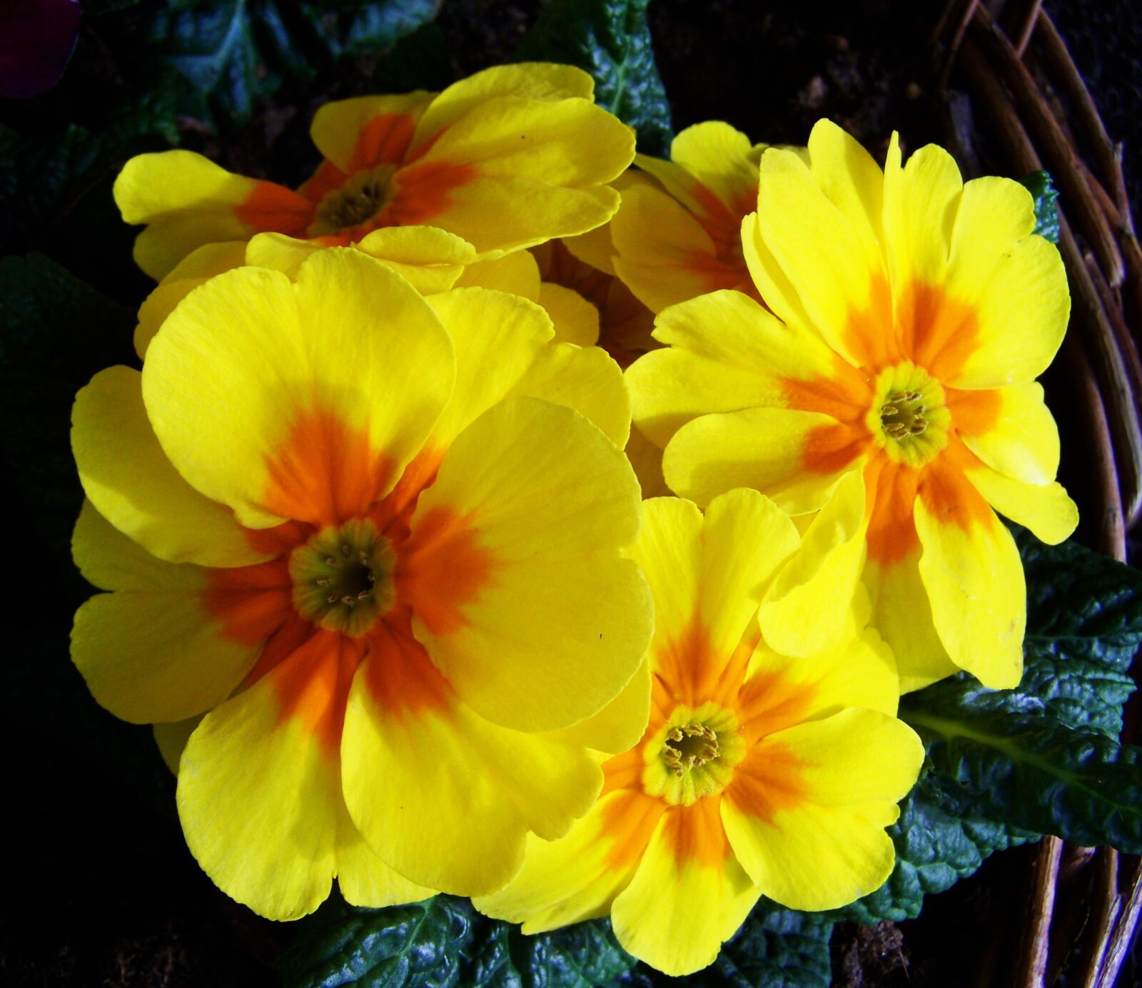 Kodak EASYSHARE ZD710 ZOOM DIGITAL CAMERA sample photo. Primrose, yellow flower, spring photography