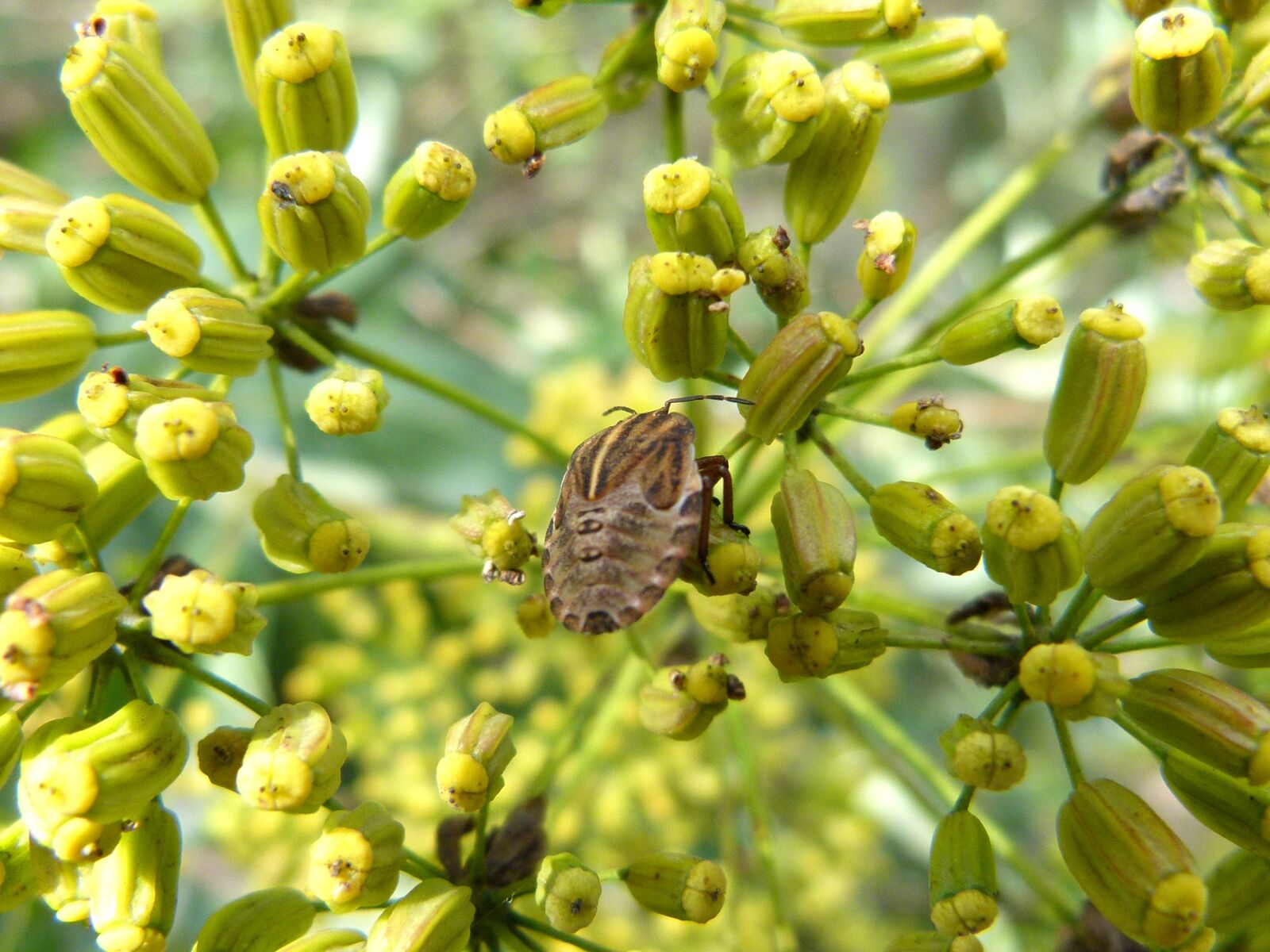 Leica V-Lux 2 sample photo. Beetle, wild flower, seeds photography