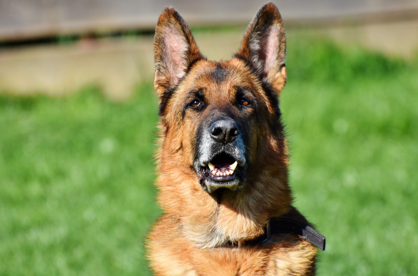 Nikon D7200 sample photo. Sch fer dog, german photography
