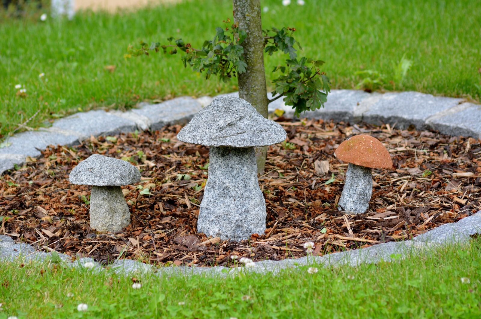 Nikon D5200 sample photo. Garden, porcini mushrooms, not photography
