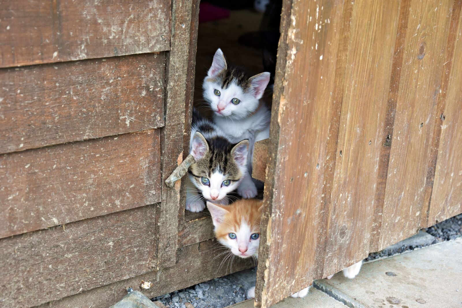 Nikon D3400 sample photo. Cute, cat, animal photography