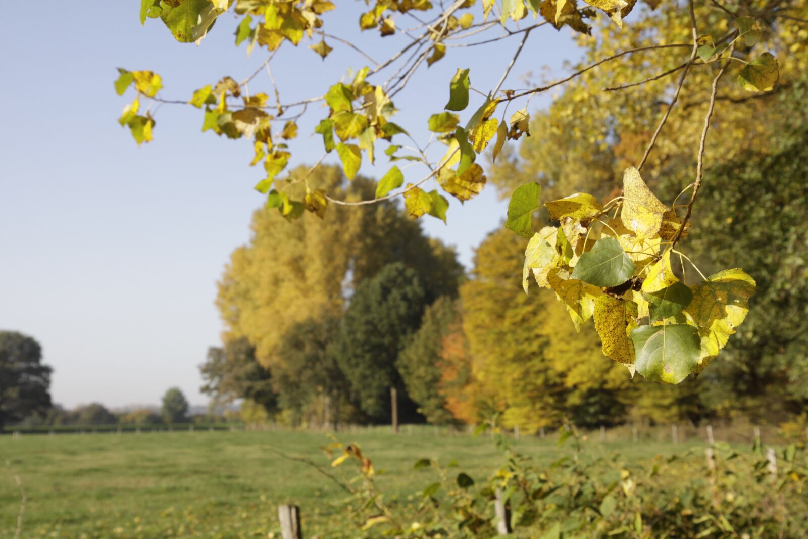 Canon EOS 50D sample photo. Autumn, autumn landscape, nature photography