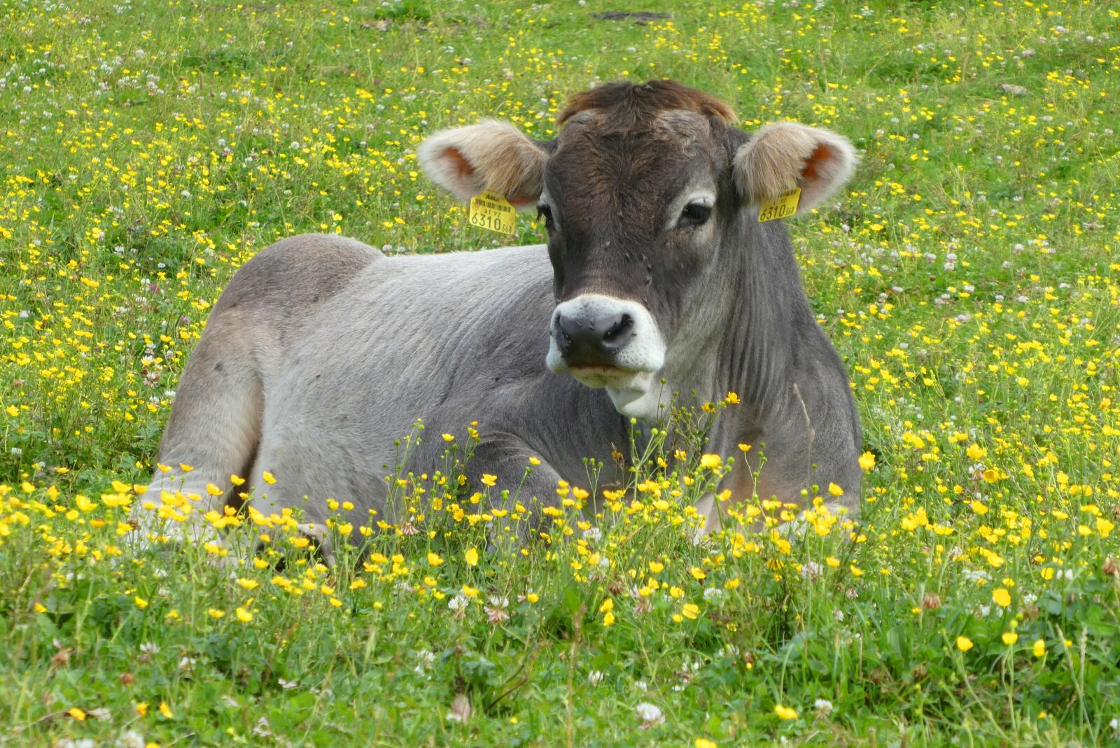 Panasonic Lumix DC-ZS70 (Lumix DC-TZ90) sample photo. Cow, pasture, austria photography