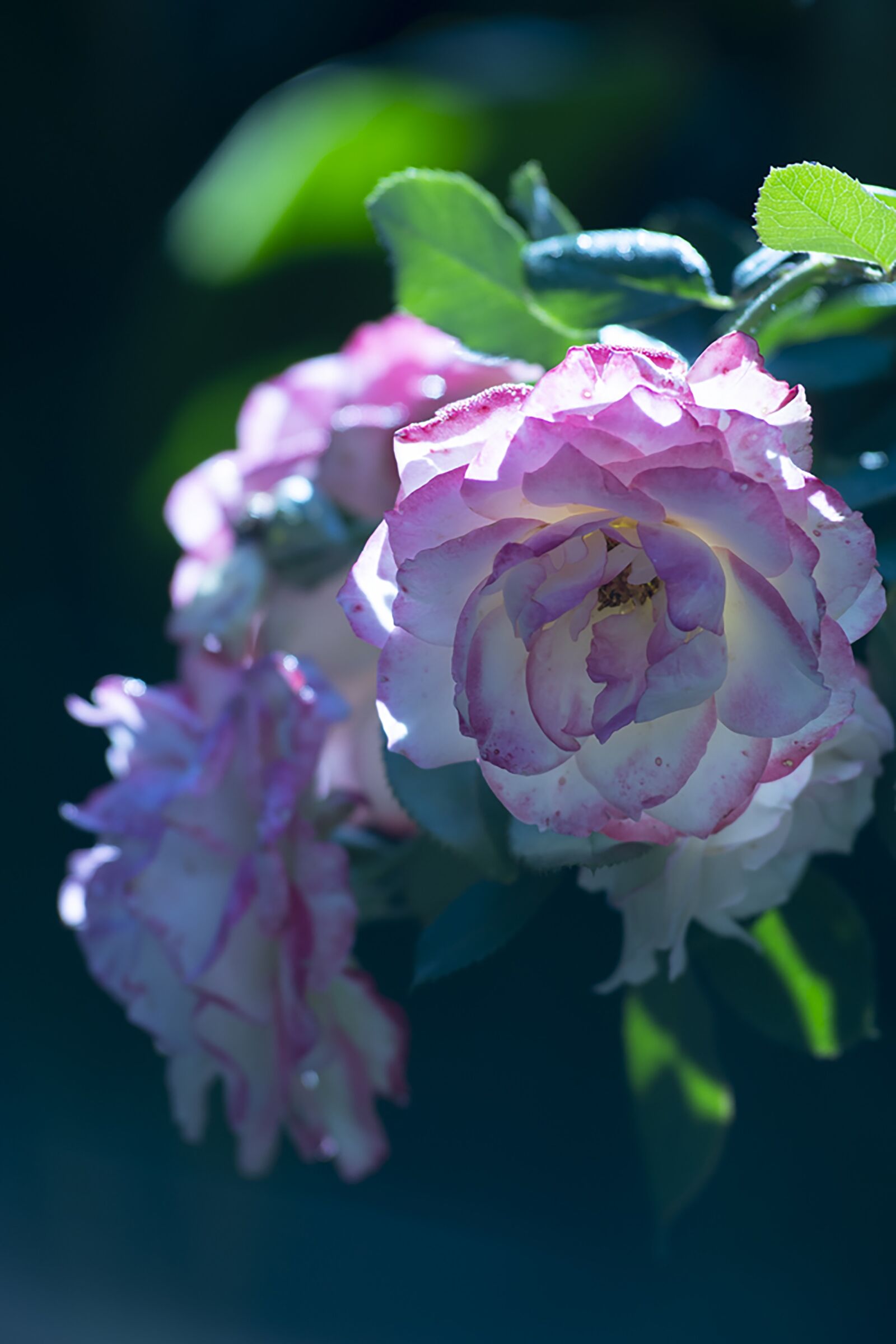 Nikon D7500 sample photo. Roses, flowers, plants photography
