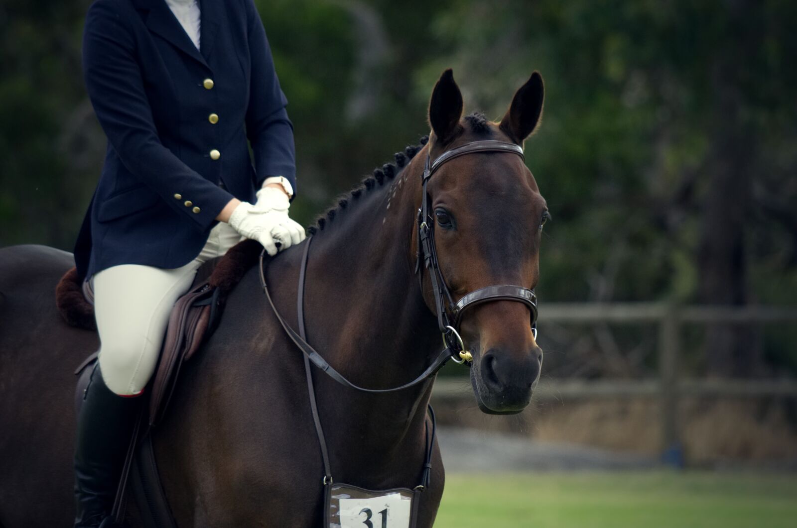 Nikon D5100 sample photo. Standardbred, show, horse photography