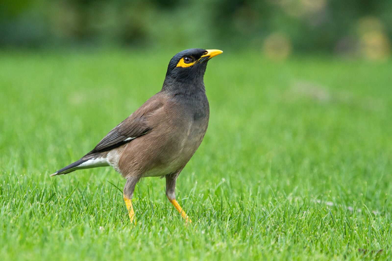 Canon EF 100-400mm F4.5-5.6L IS USM sample photo. Common myna, acridotheres tristis photography