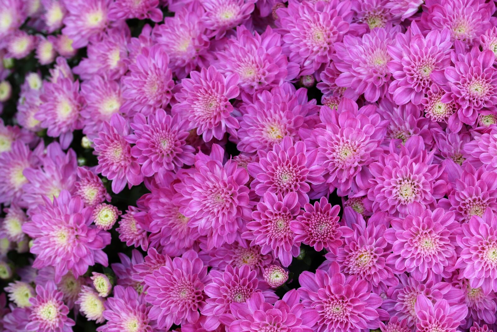 Canon EOS 800D (EOS Rebel T7i / EOS Kiss X9i) sample photo. Chrysanthemum, autumn, flowers photography