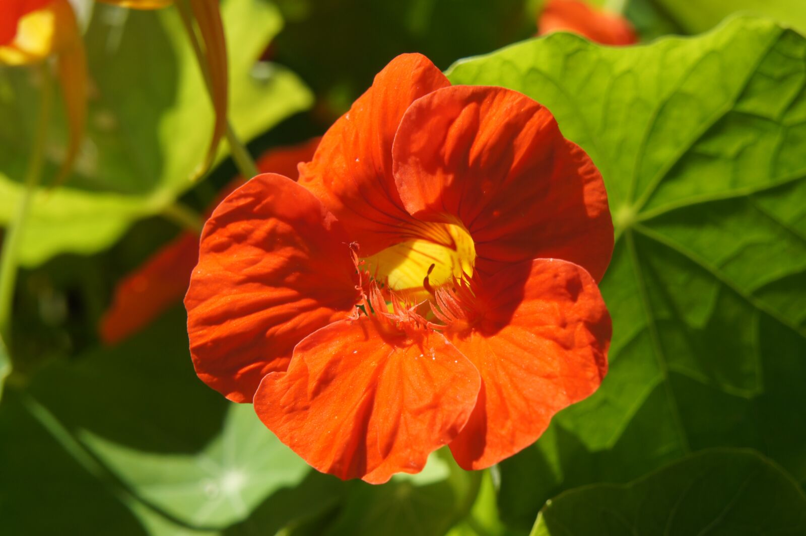 Sony Alpha NEX-5 + Sony E 18-55mm F3.5-5.6 OSS sample photo. Nasturtium, summer, garden photography