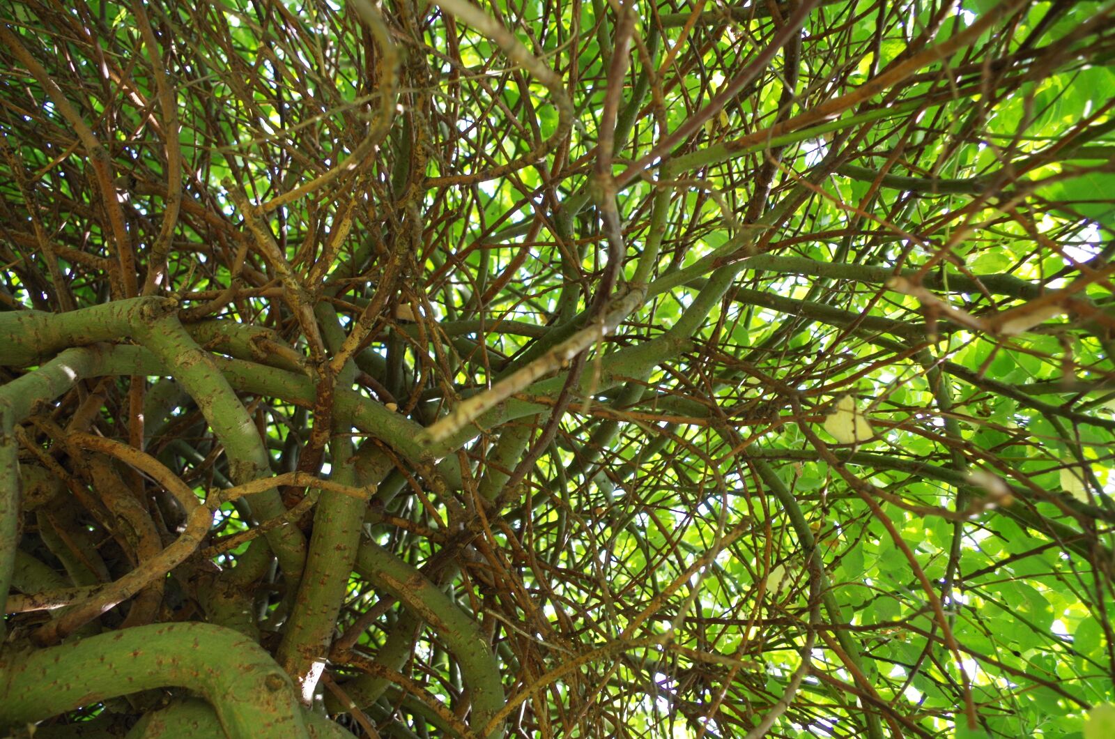 Pentax K-50 sample photo. Tree, willow, nature photography