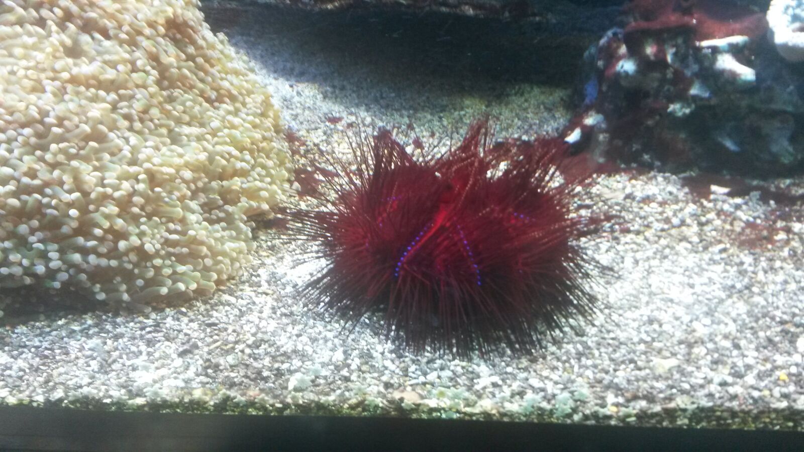 Samsung Galaxy S4 Active sample photo. Purple sea urchin, the photography
