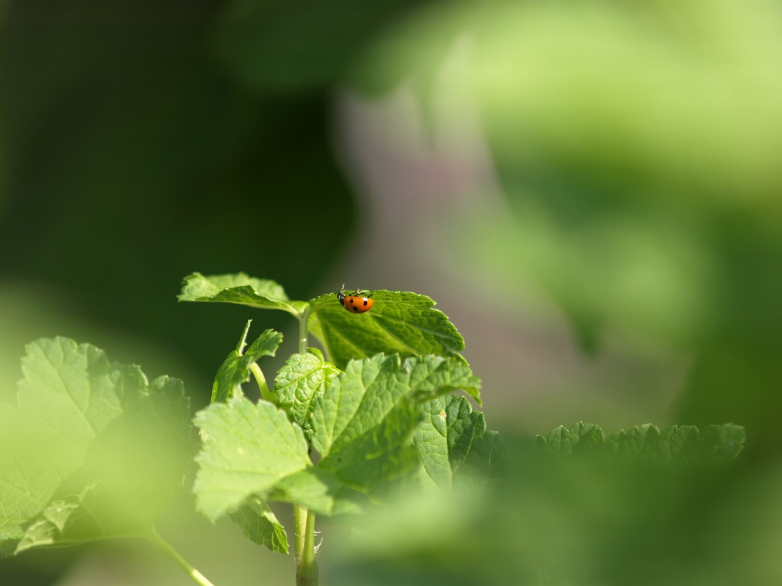 Olympus E-510 (EVOLT E-510) sample photo. Ladybug, insect, beetle photography