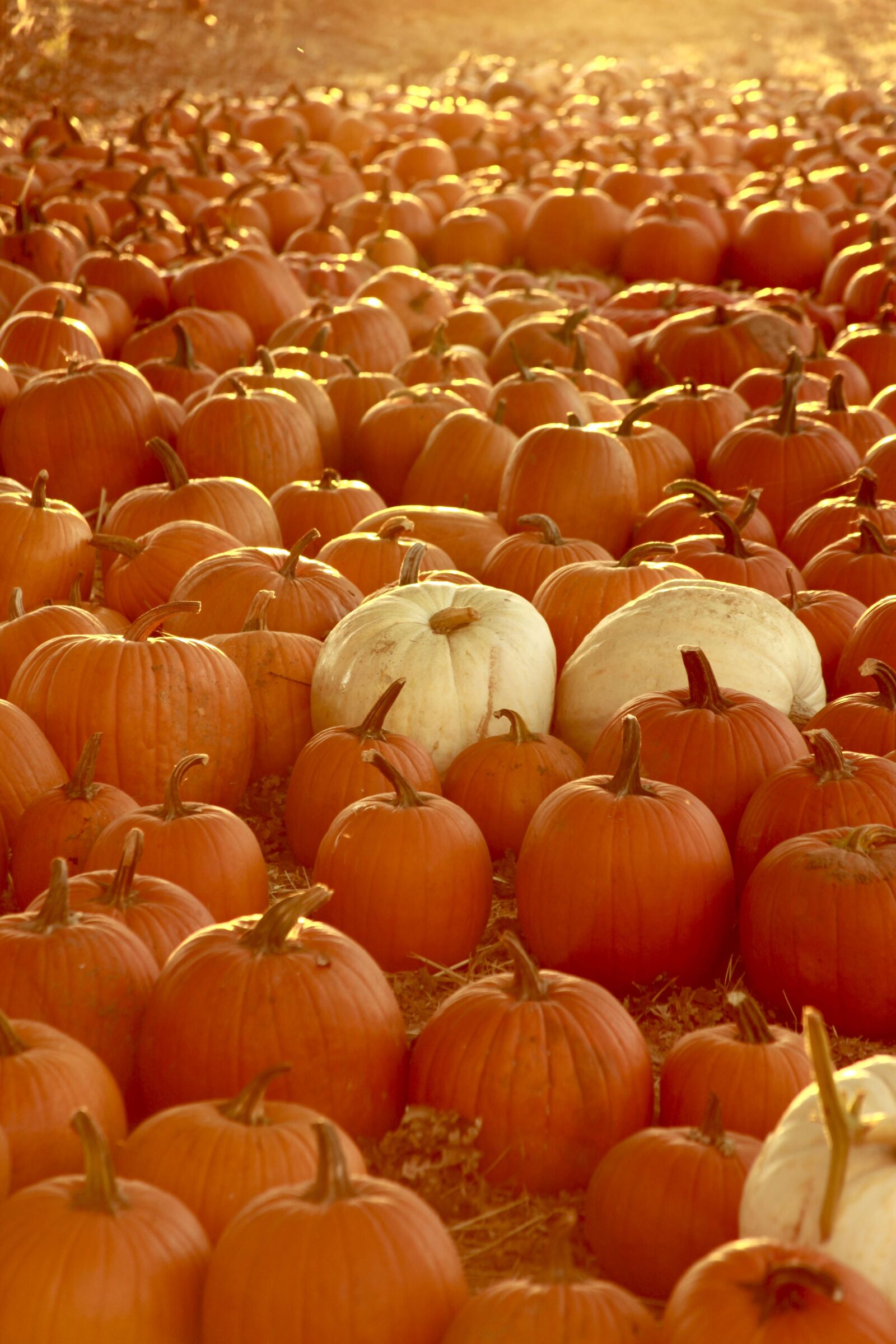 Canon EOS 5D Mark II sample photo. Fall, halloween, october photography