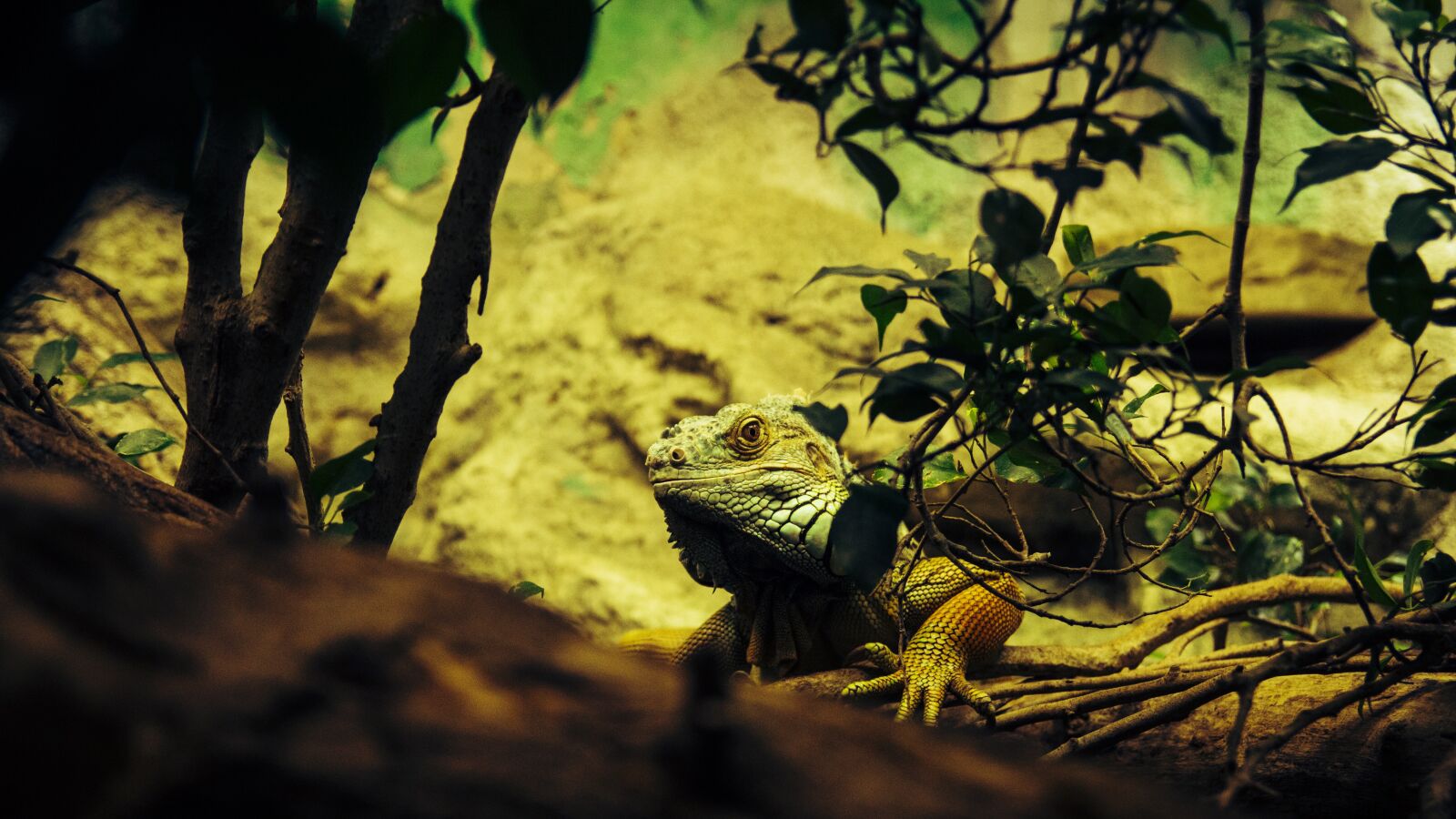 Canon EOS 650D (EOS Rebel T4i / EOS Kiss X6i) sample photo. Iguana, reptile, lizard photography