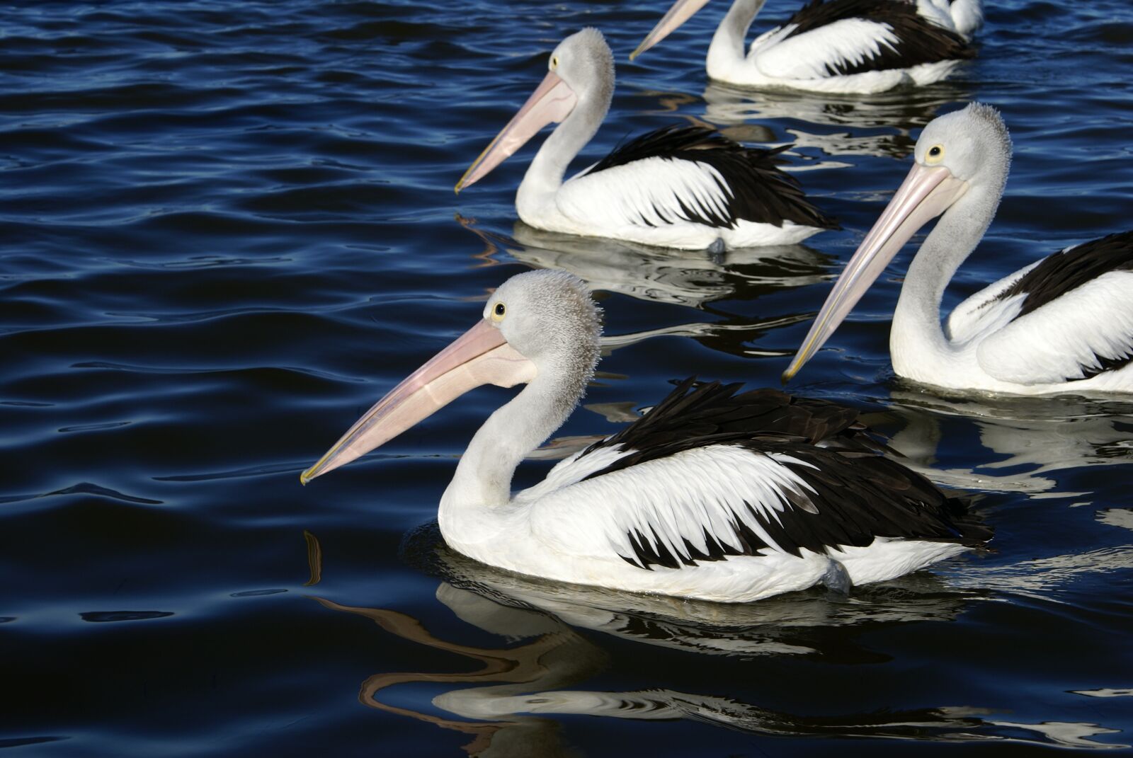 Sony Alpha DSLR-A100 sample photo. Pelican, water, bird photography