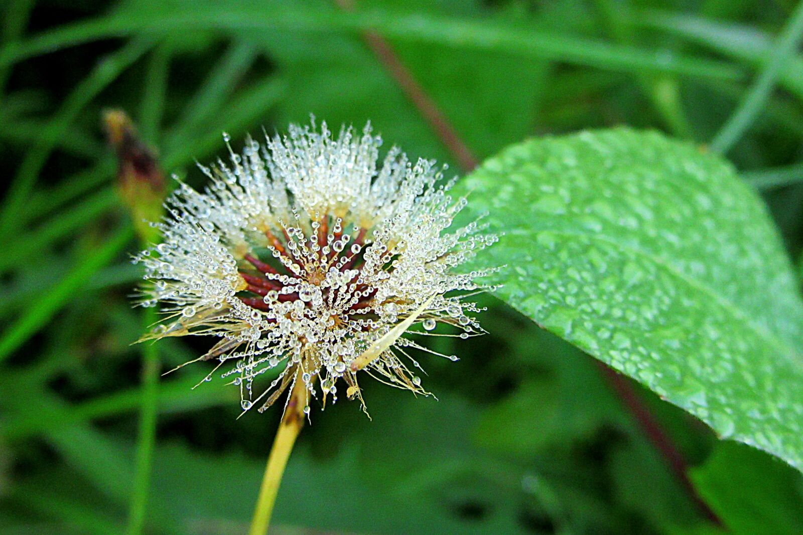 Canon PowerShot SX610 HS sample photo. Dewdrops, drops, plant photography