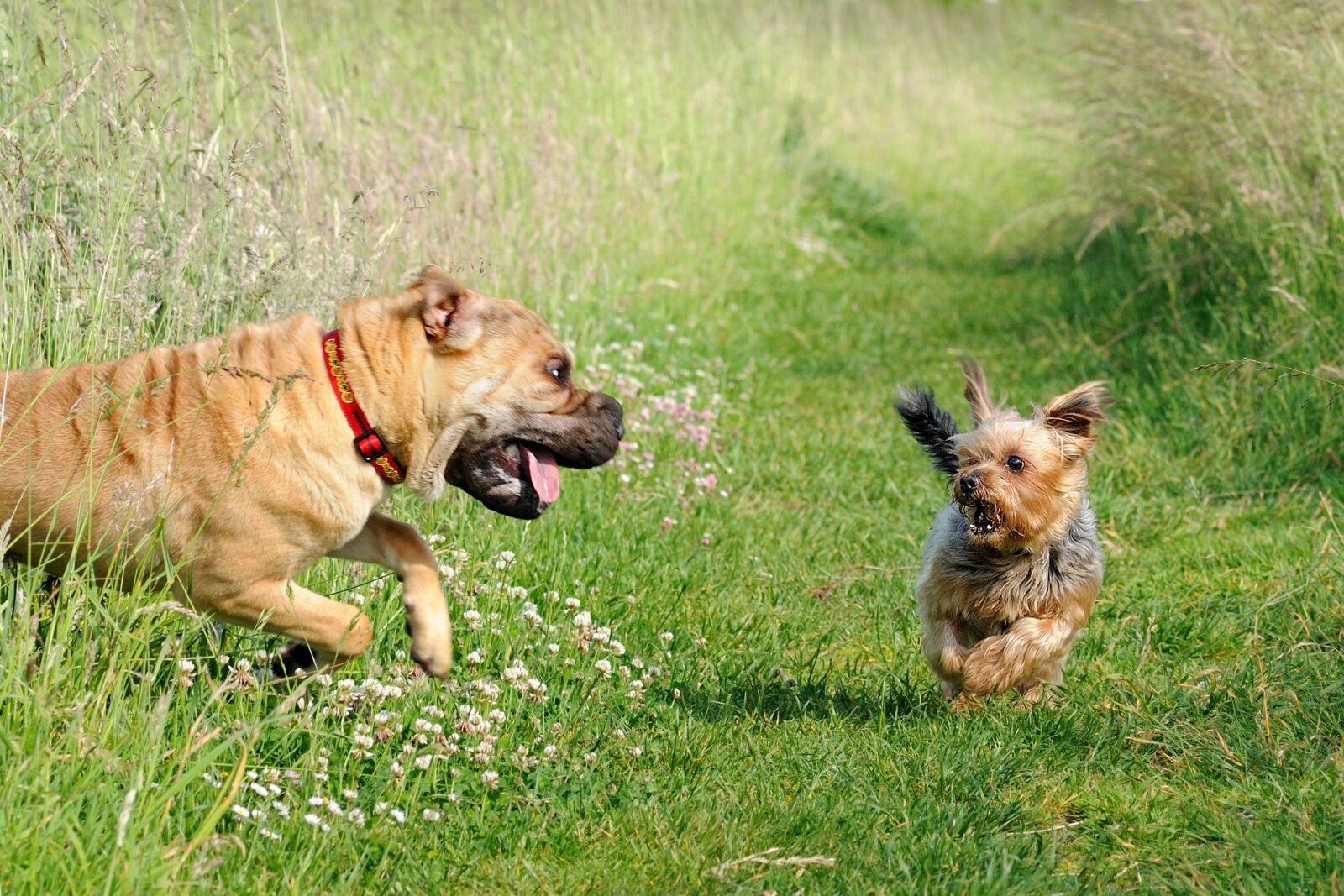 Nikon D300 sample photo. Dog, fright, joke photography