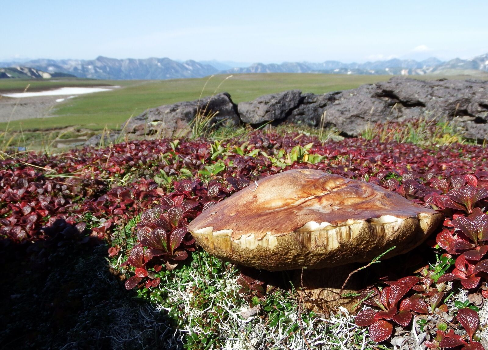 Fujifilm FinePix S1 sample photo. Mountain tundra, mushrooms, autumn photography