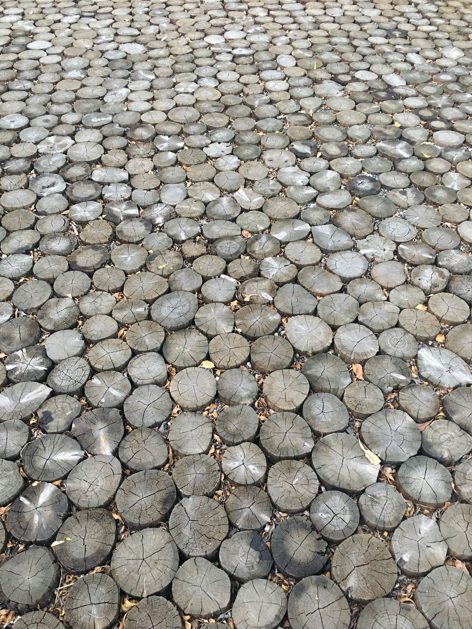 Apple iPhone 6s Plus sample photo. Wood head, ground, pattern photography