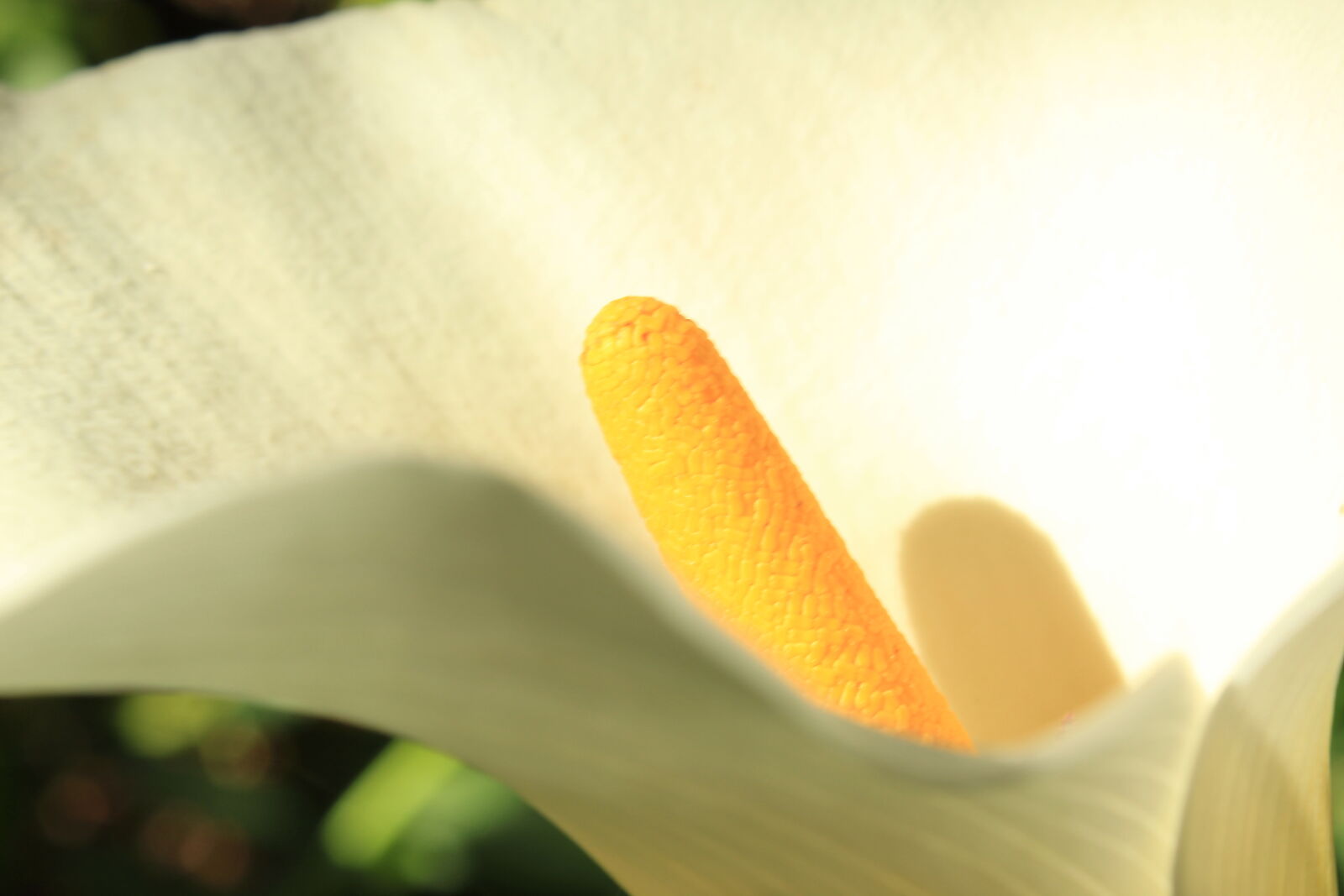 Canon EOS 1300D (EOS Rebel T6 / EOS Kiss X80) sample photo. Flower, lilly photography