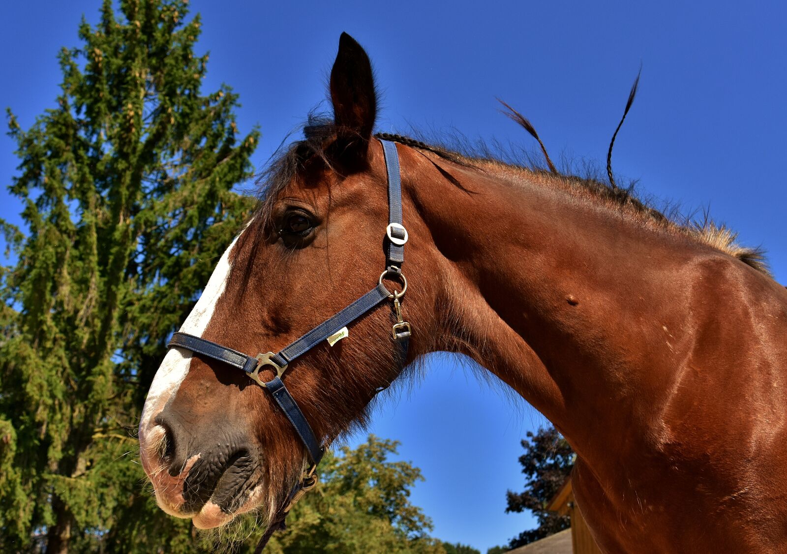 Nikon D7200 sample photo. Shire horse, horse, big photography