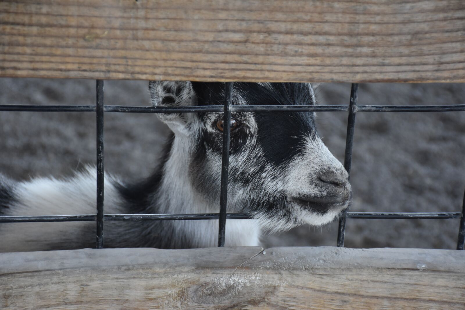 Nikon D7200 sample photo. Goat, baby, animal photography