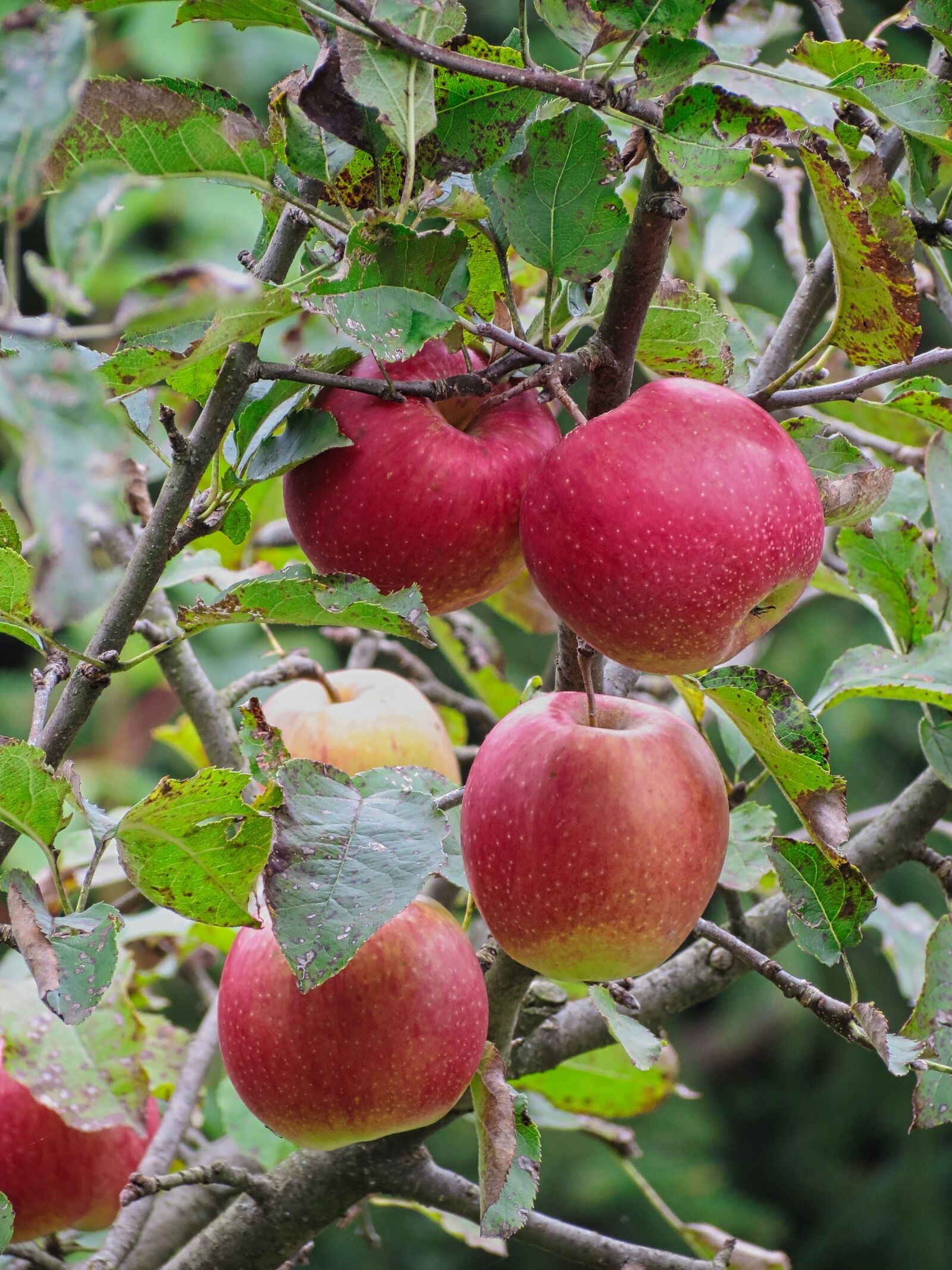 Canon PowerShot SX40 HS sample photo. Red apple, food, nutrition photography