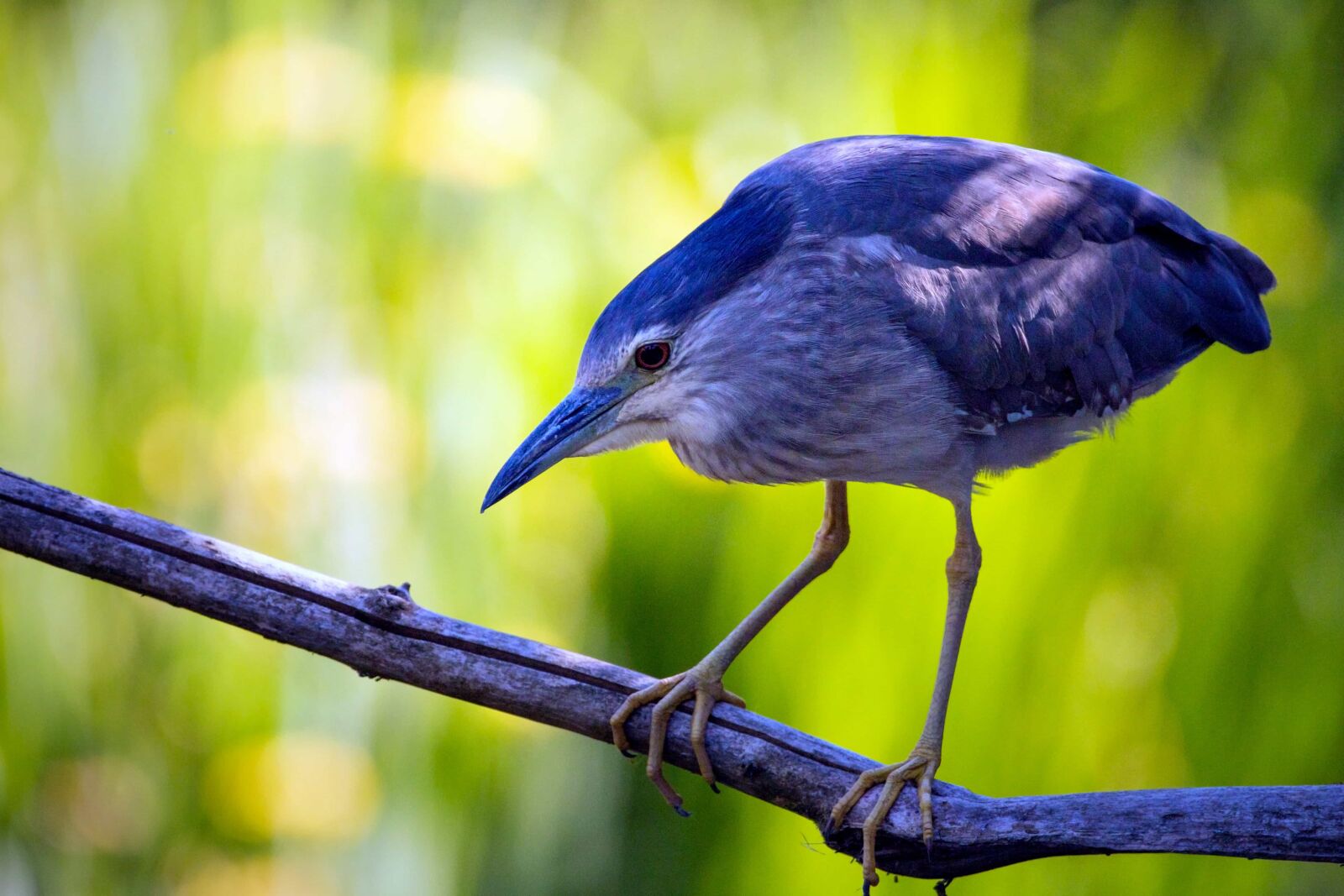 Canon EOS 70D sample photo. Nature, bird, animal, branch photography