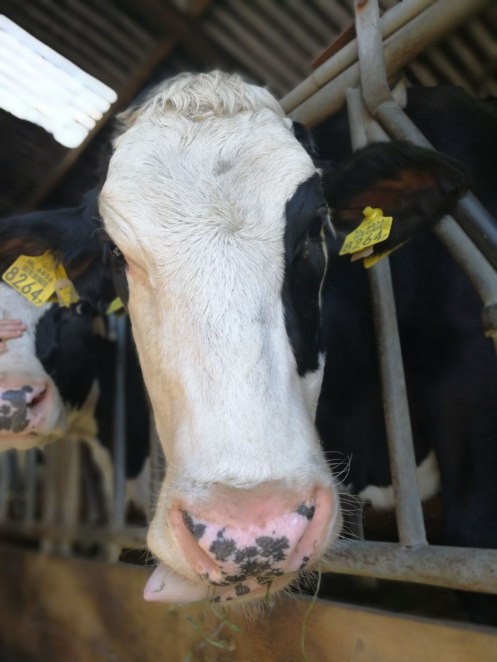 HUAWEI P10 sample photo. Cow, farm, cattle photography