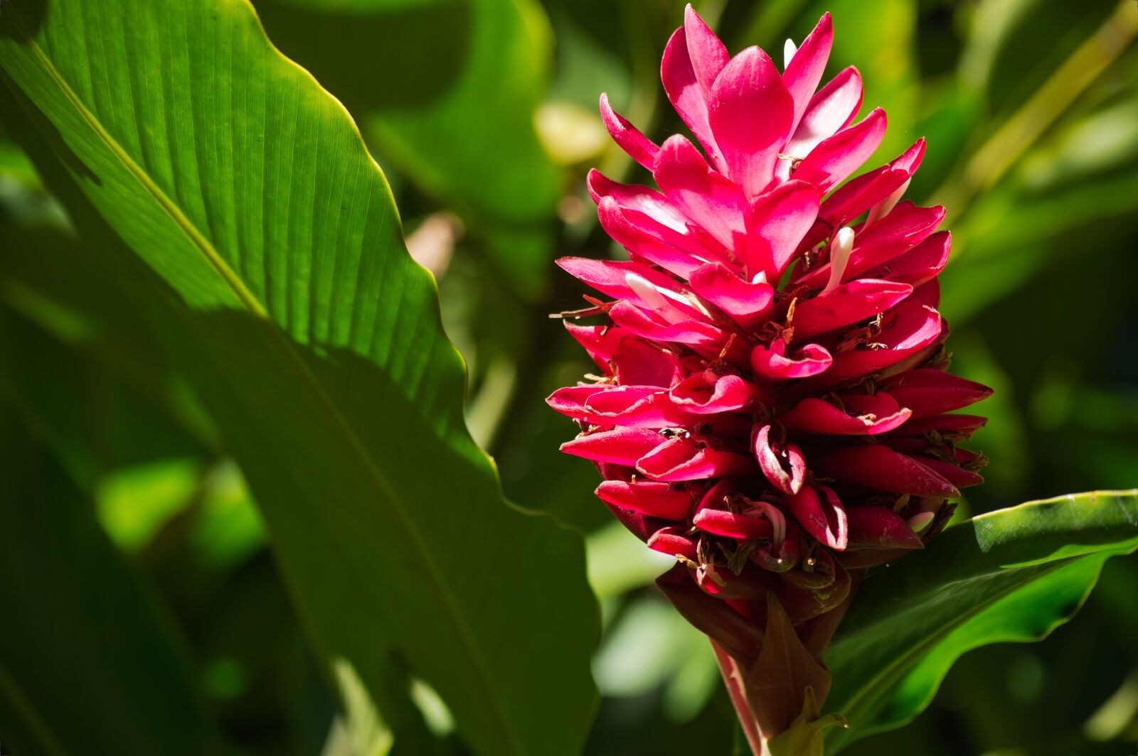 Nikon D3200 sample photo. Costa rica, alpinia, flower photography