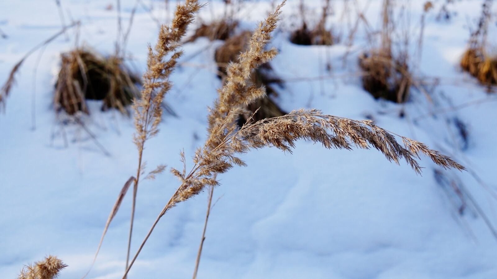 Sony Alpha a5000 (ILCE 5000) + Sigma 30mm F2.8 EX DN sample photo. Winter, grass, snow photography