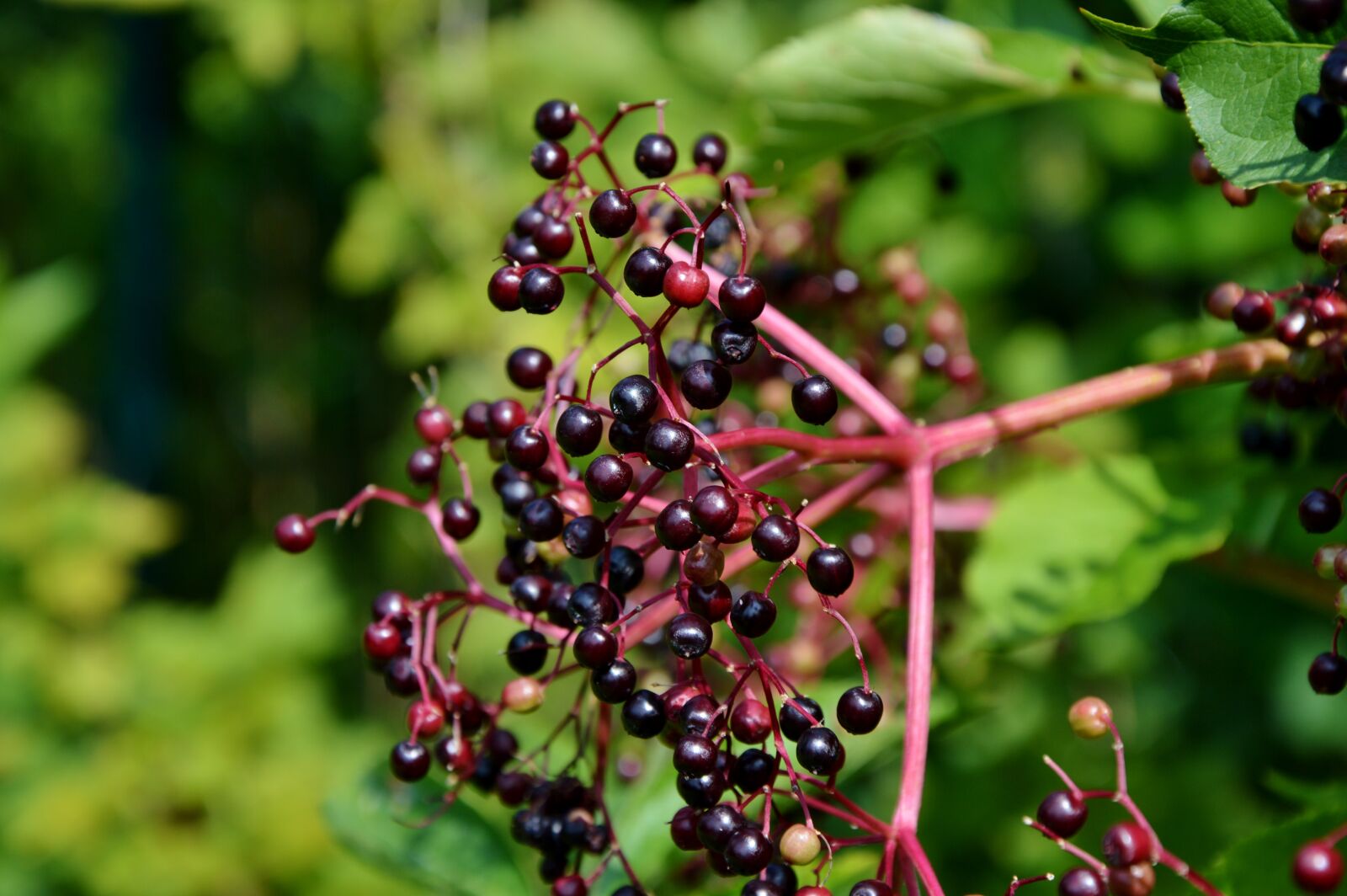 Nikon D3200 sample photo. Elder, elderberries, black elderberry photography