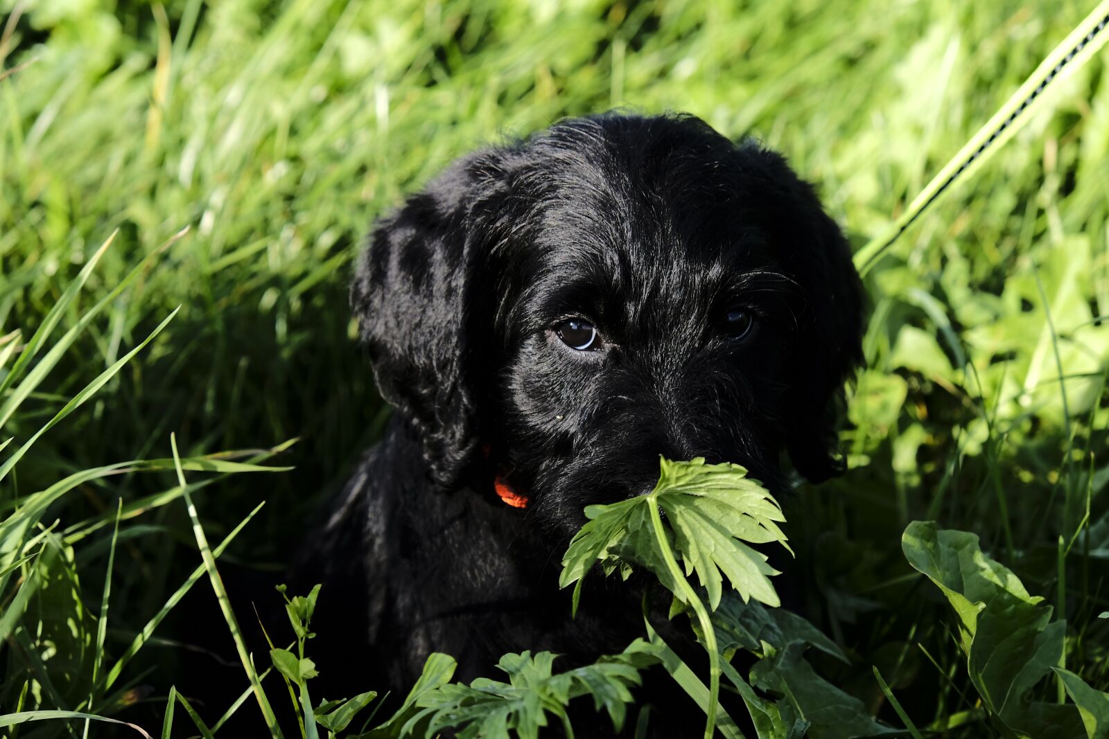 Fujifilm XF 18-55mm F2.8-4 R LM OIS sample photo. Labradoodle, labrador, king poodle photography