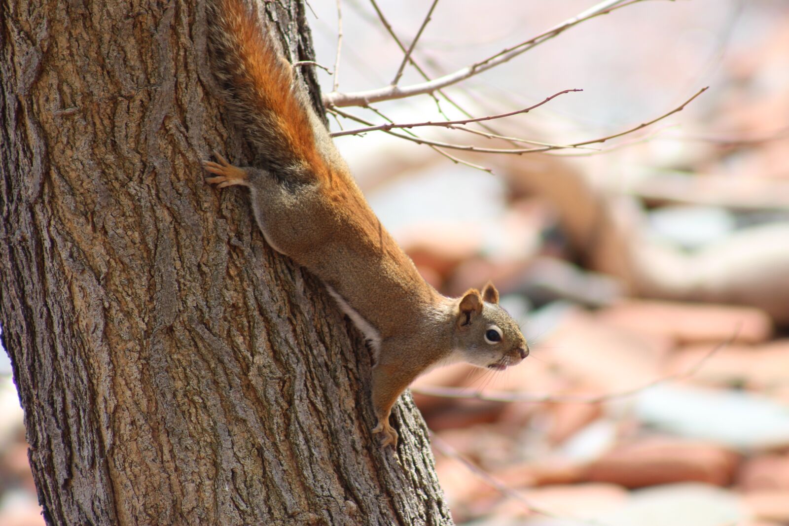 Canon EF 75-300mm f/4-5.6 USM sample photo. Fauna, little, the squirrel photography