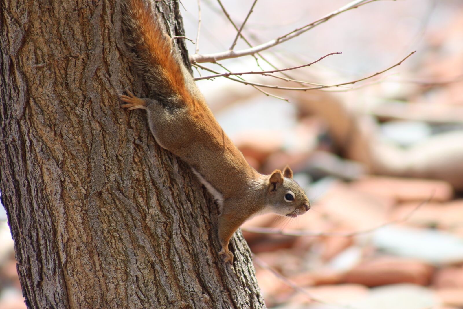 Canon EOS 700D (EOS Rebel T5i / EOS Kiss X7i) sample photo. Fauna, little, the squirrel photography